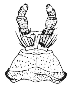 Psephenus herricki labium - modified from Brown and Murvosh 1974