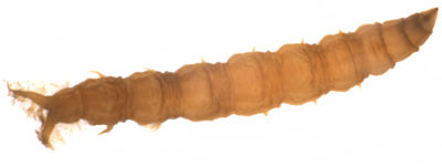Atherix lanthus larva - Aquatic Insects of Michigan - Ethan Bright copyright 2006