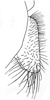 Pronotal lobe of Pagastia partica, dorsal view