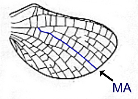 Hind wing of Arthroplea sp. (from Burks 1953)