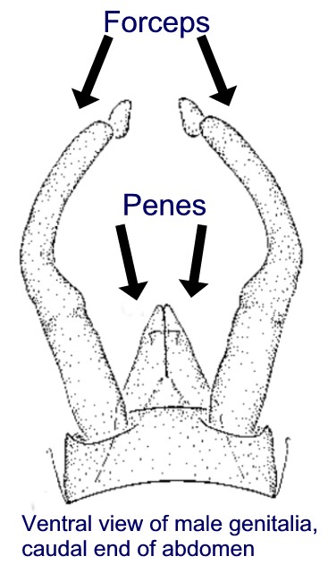 Male genitalia of Baetisca